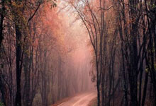 [澳网]收对手退赛大礼 阿尔卡拉斯晋级8强.